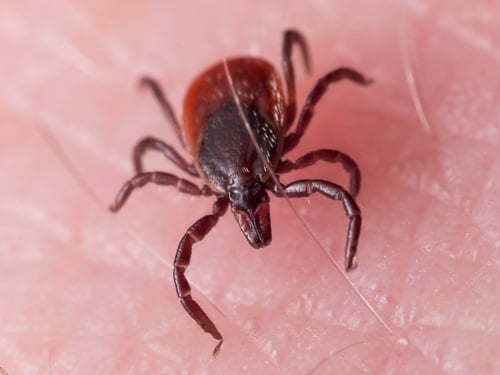 Blacklegged tick