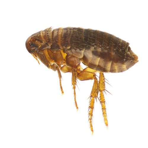 Cat fleas
