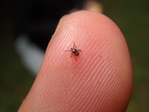 Common fowl ticks