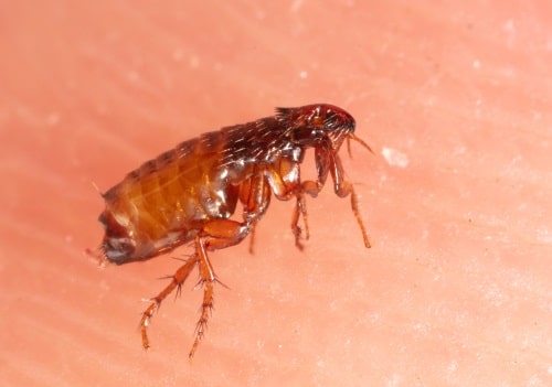 Dog fleas
