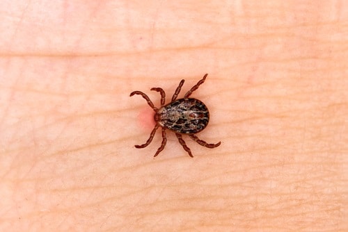 Gulf Coast ticks