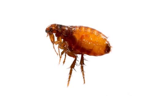 Rat fleas