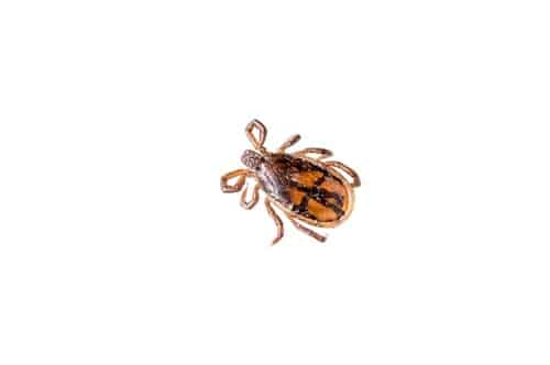 Relapsing fever ticks
