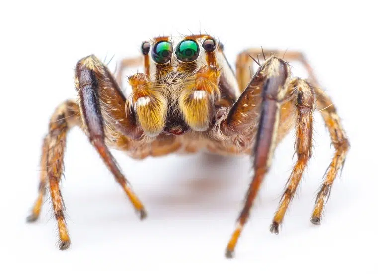 The Bold Jumping Spider Looks And Acts The Part