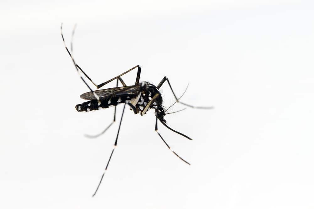 Asian Tiger Mosquito (Aedes Albopictus)