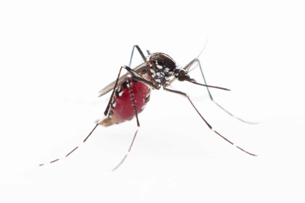Yellow Fever Mosquito (Aedes Aegypti)