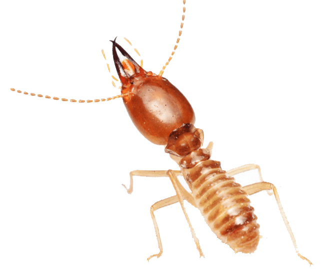 Dampwood Termites