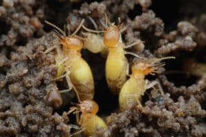 Formosan Termites