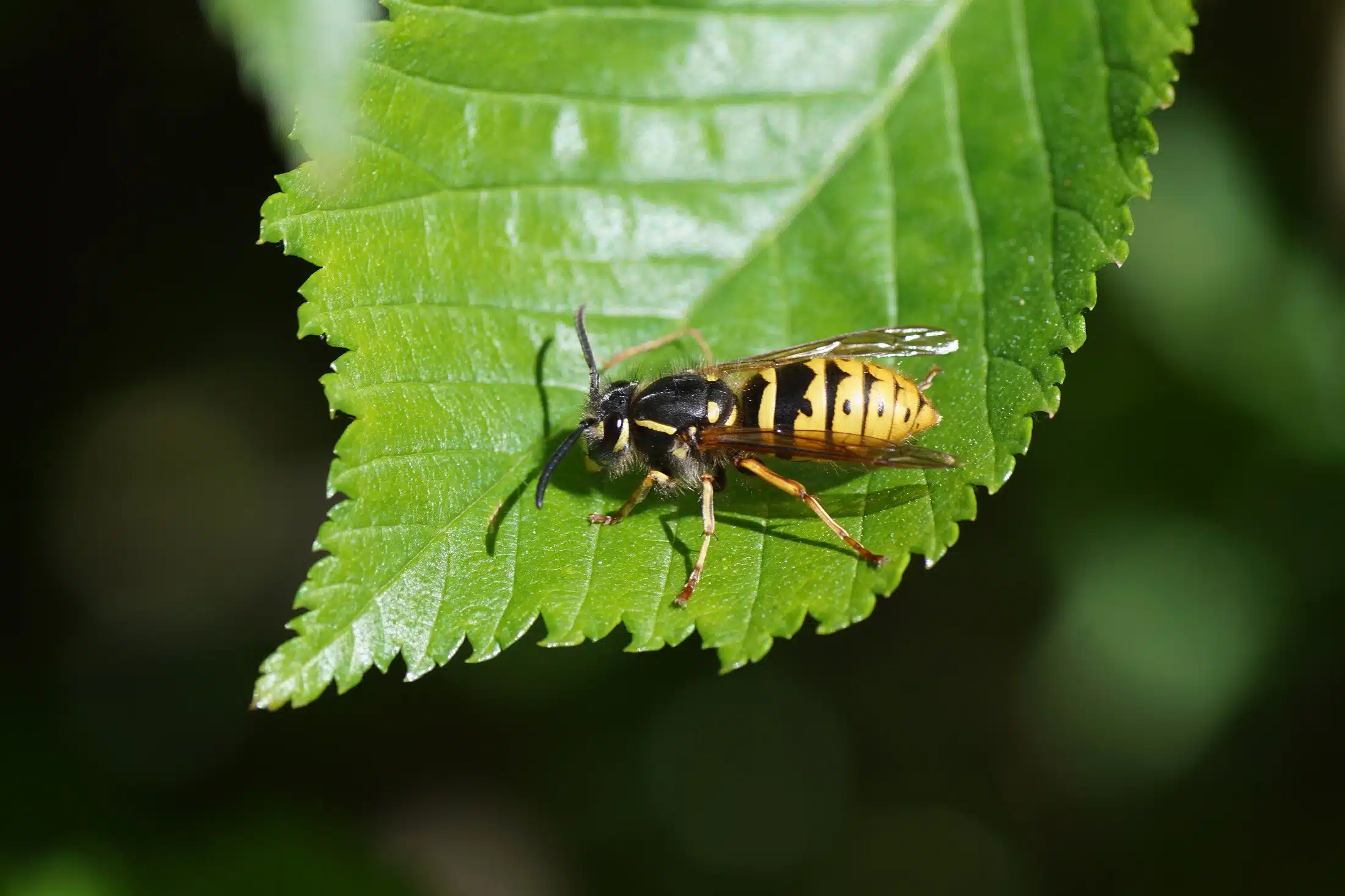 How Do I Know if a Wasp is a Worker or Queen? Emtec Pest Control