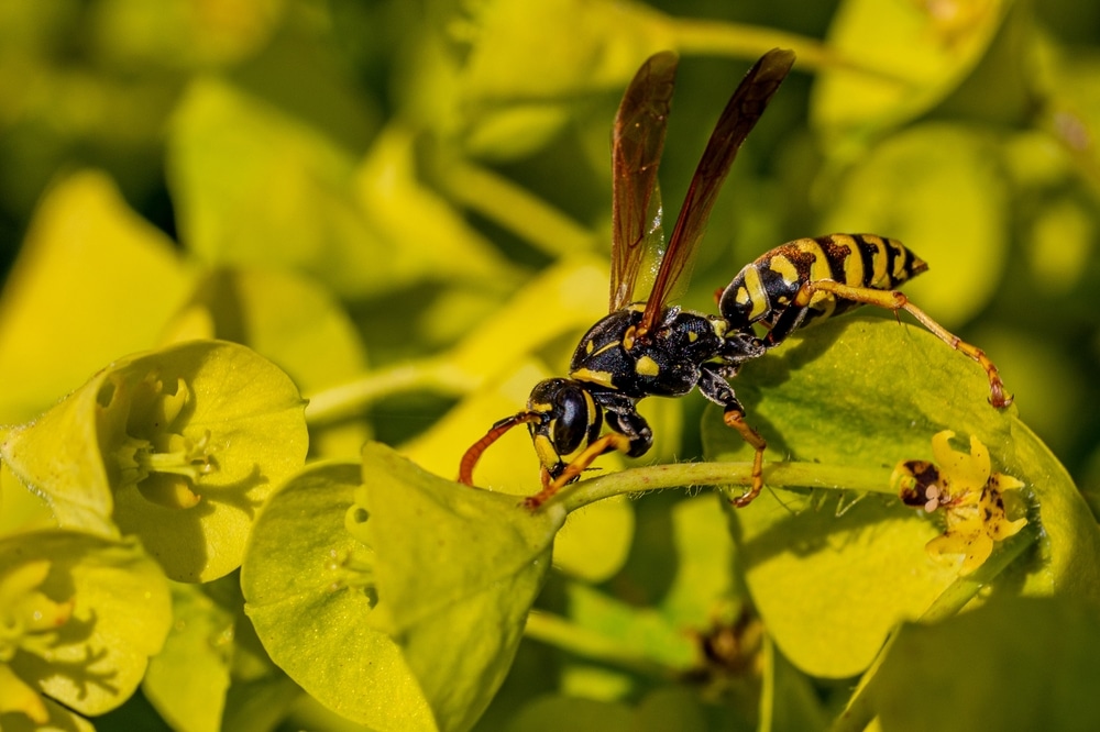 Are Wasps Attracted to Certain Colors? Emtec Pest Control