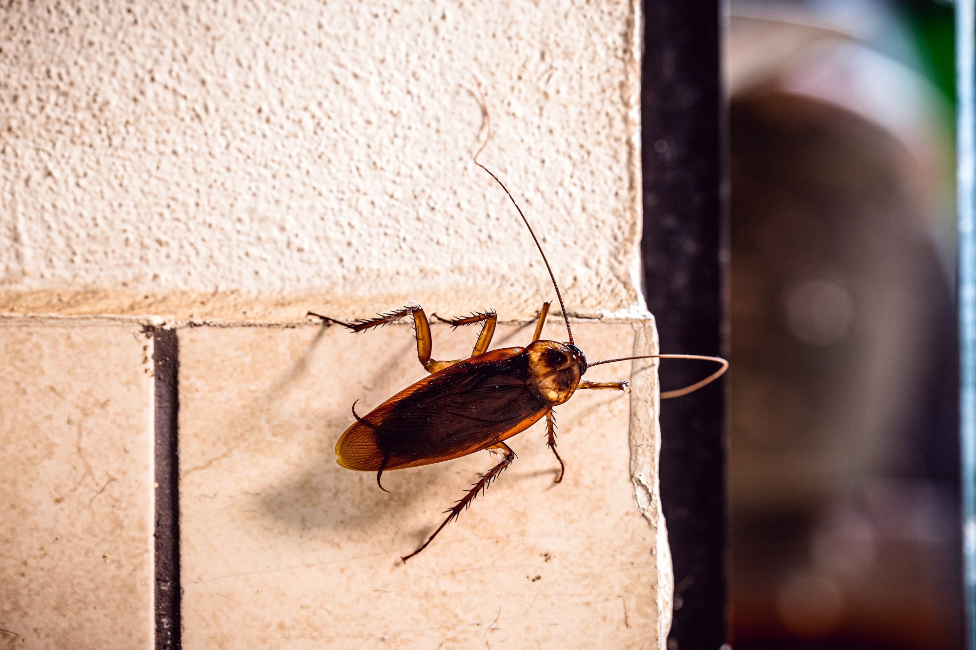 Palmetto Bug: A Closer Look at the American Cockroach - Emtec Pest Control