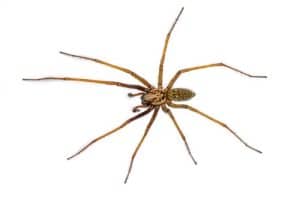 Giant House Spiders (Eratigena atrica)