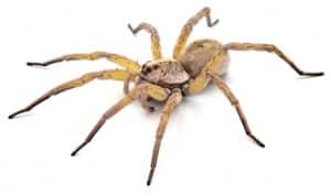 Wolf Spiders (Family Lycosidae)