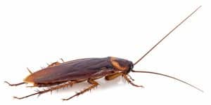 closeup cockroach