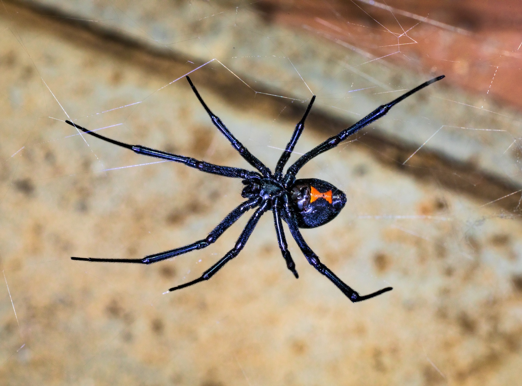 Black Widow Bite Identifying the Venomous Spider Emtec Pest Control