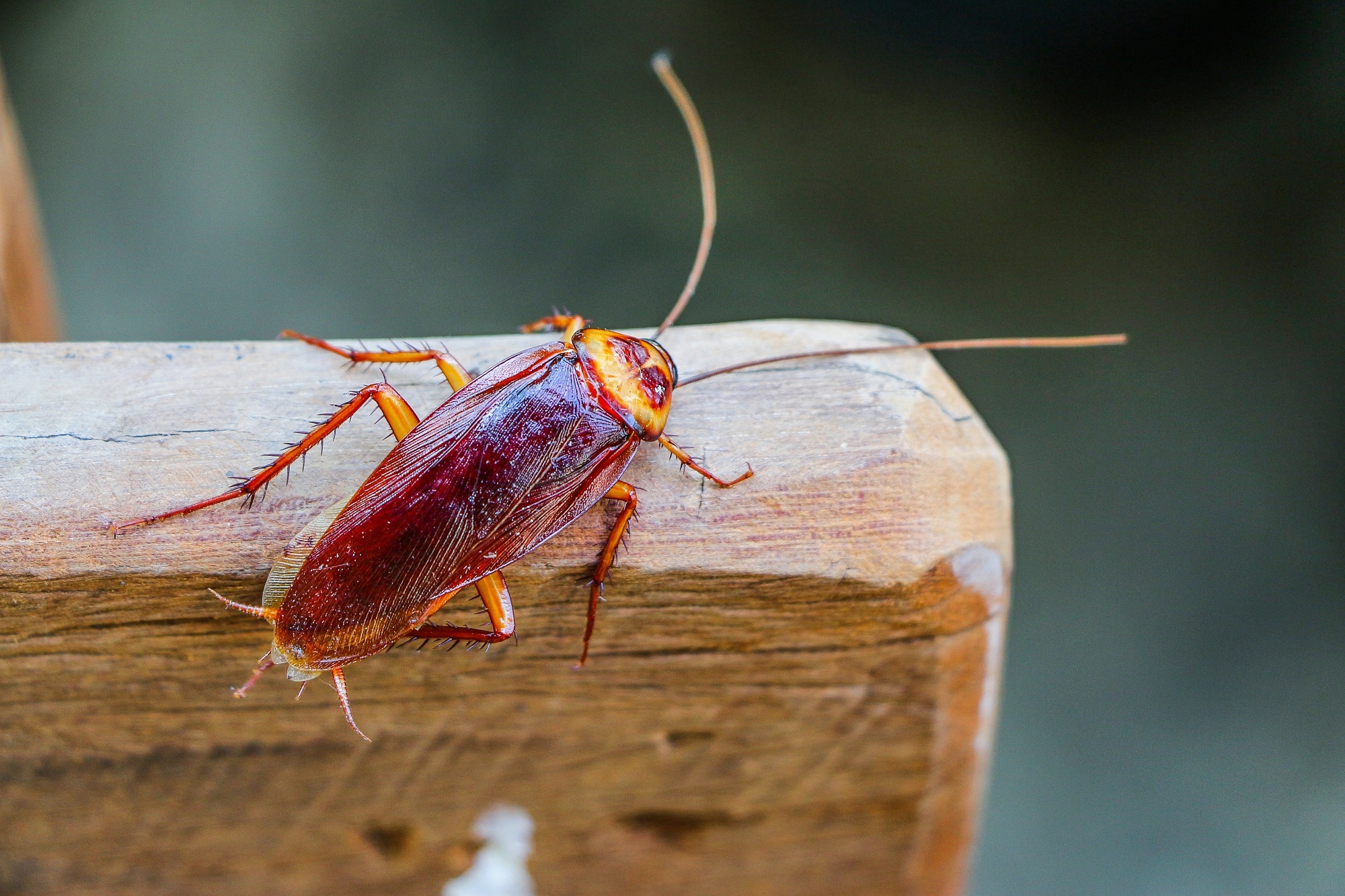 Cockroach on wooden