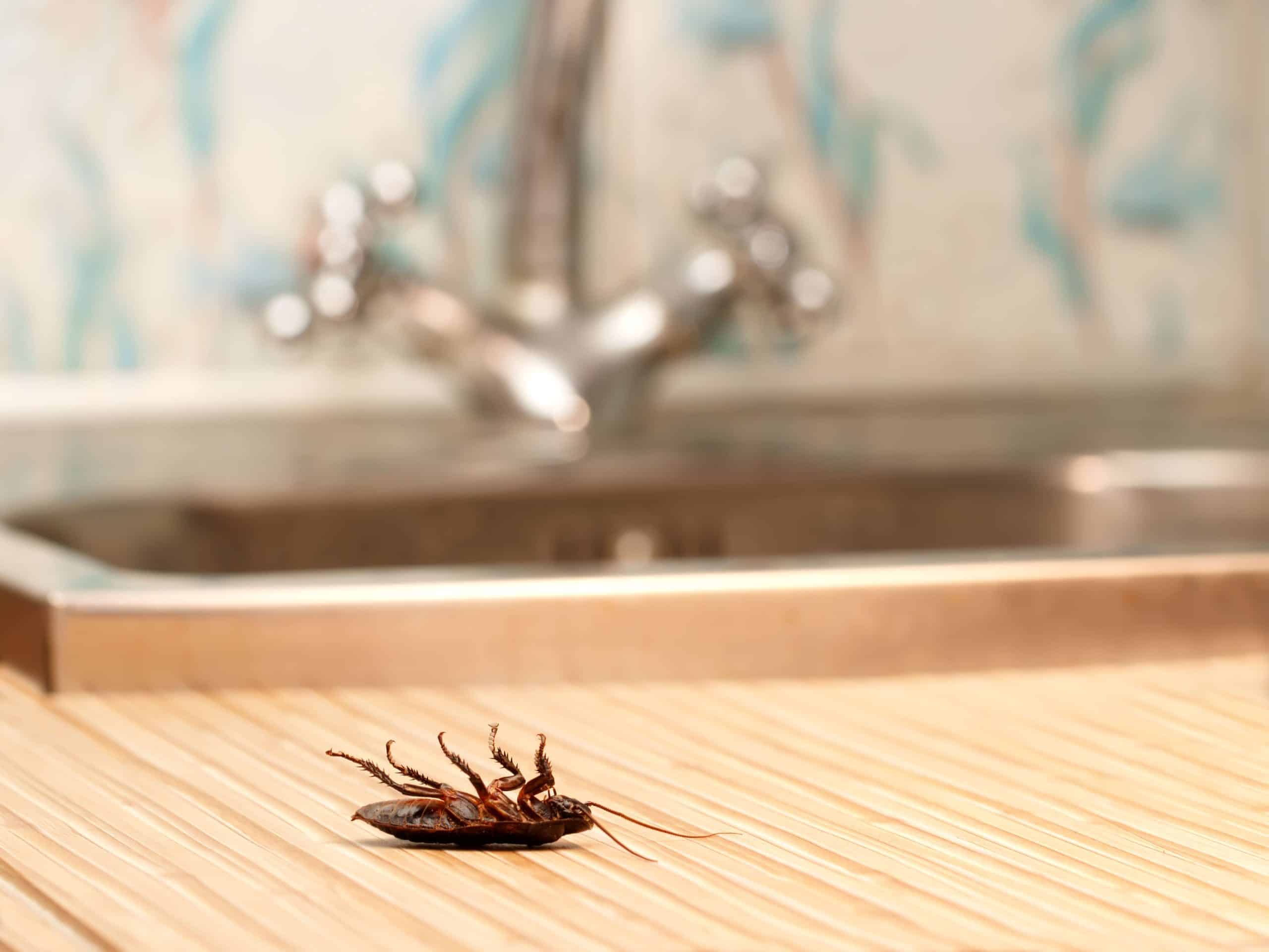 Dead cockroaches in an apartment house on the background of the water faucet