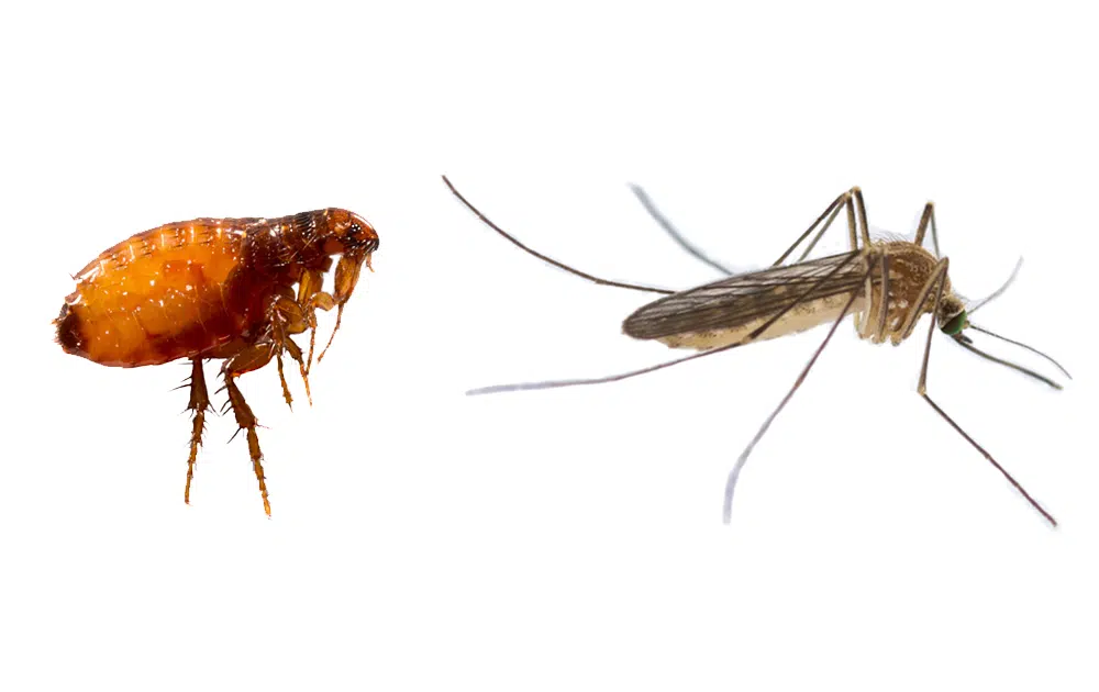 Can Fleas Fly The Truth About Flea Mobility Emtec Pest Control