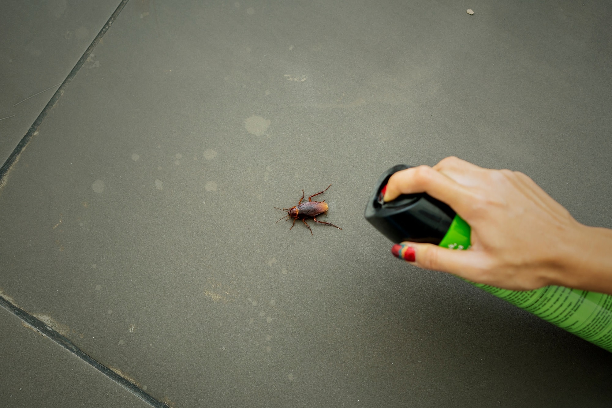 How to Remove Cockroaches from Your Home in 6 Simple Ways Emtec Pest Control