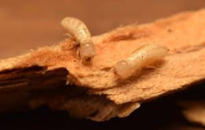 Drywood termites