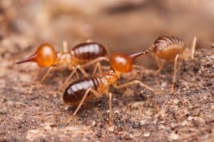 Conewood termites