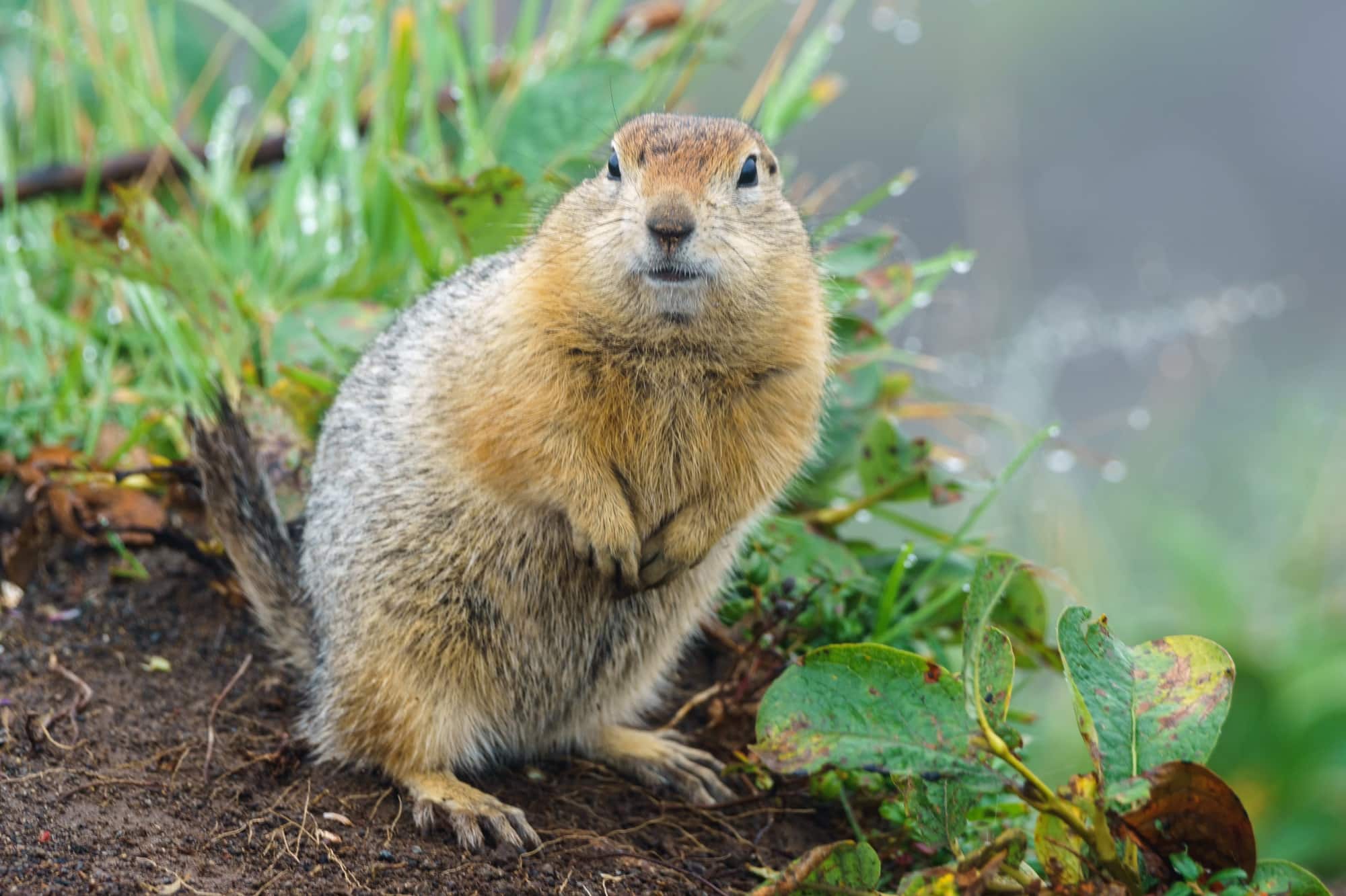The gopher stands on its hind legs on the ground and looks ahead
