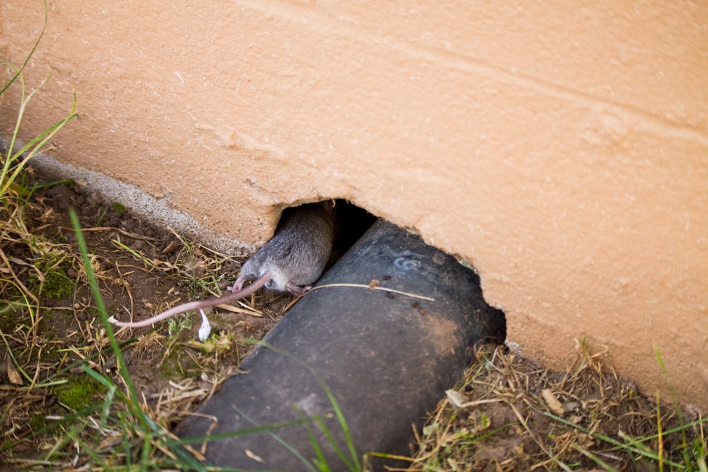 Grey mouse entering the hole in the wall Grey mouse entering the hole in the wall