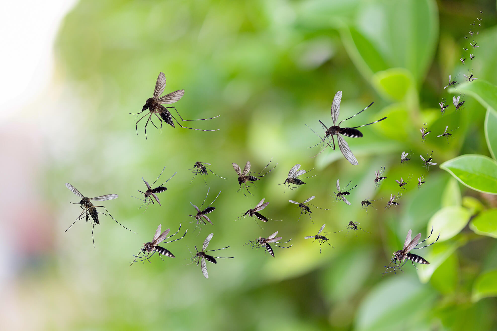 Mosquito Season is Coming: Are You Prepared? Tips for Oklahomans