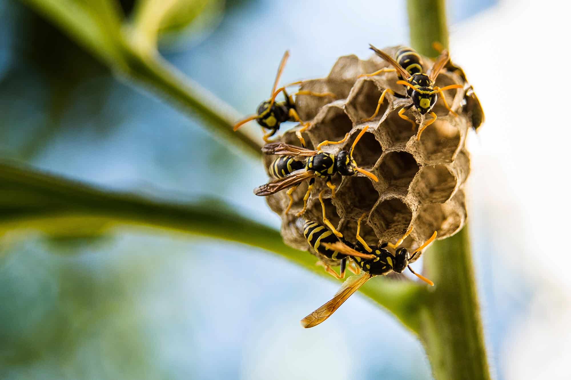 Summer Survival How to Keep Wasps and Bees at Bay in Hot Weather