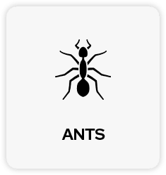 Ants