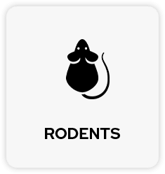 Rodents