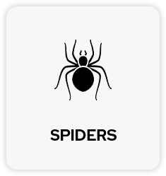 Spiders