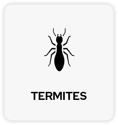 Termites