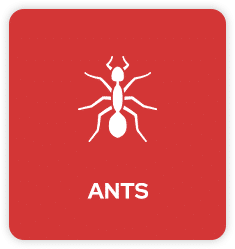 Ants