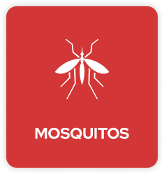Mosquito