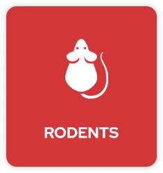 Rodents