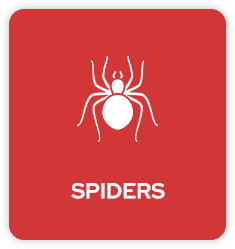 Spiders