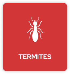 Termites