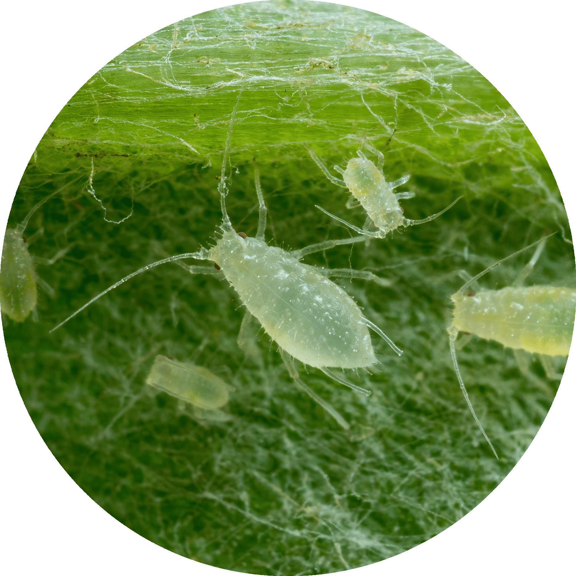Aphid Colony