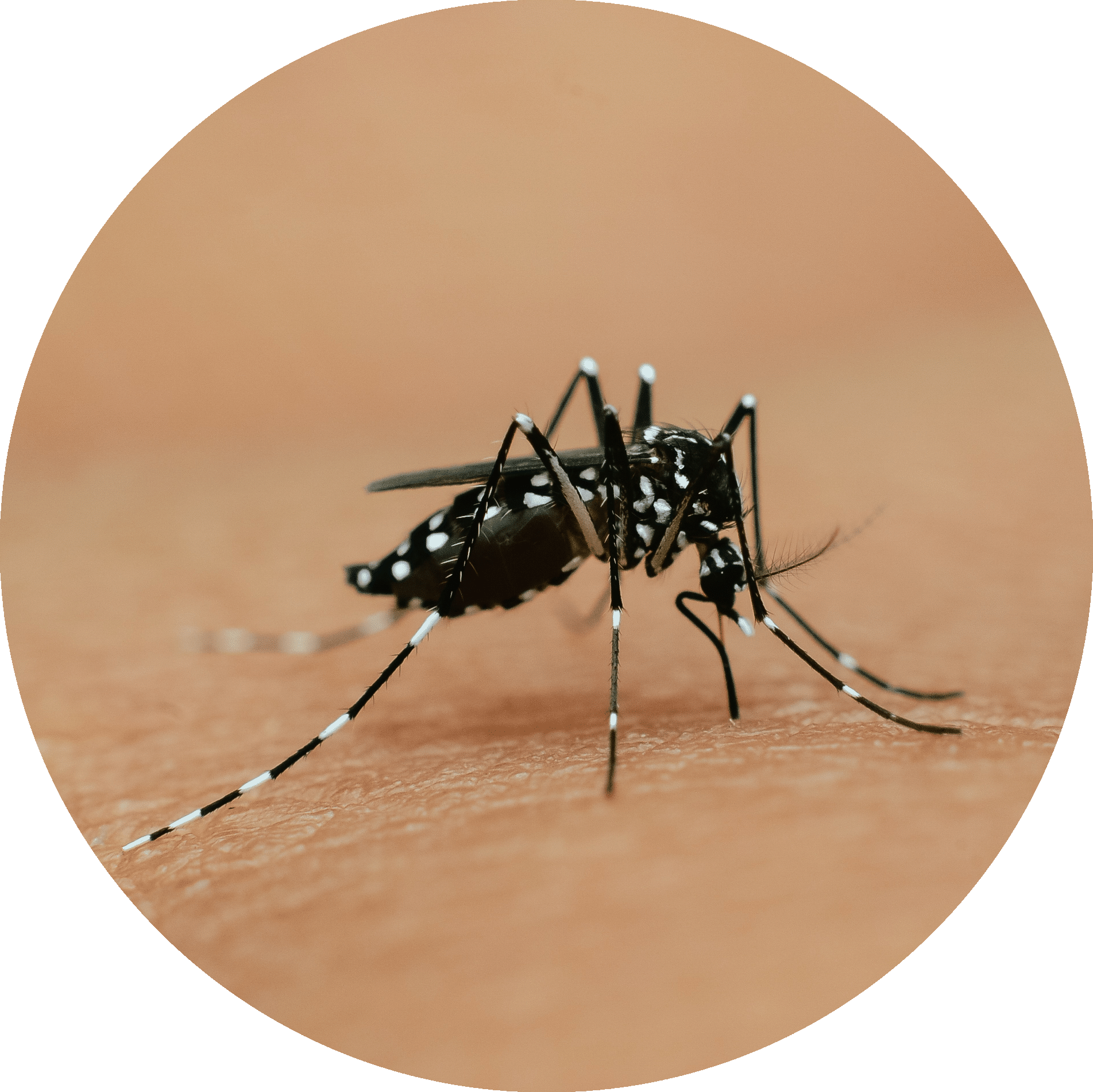 Asian Tiger Mosquito