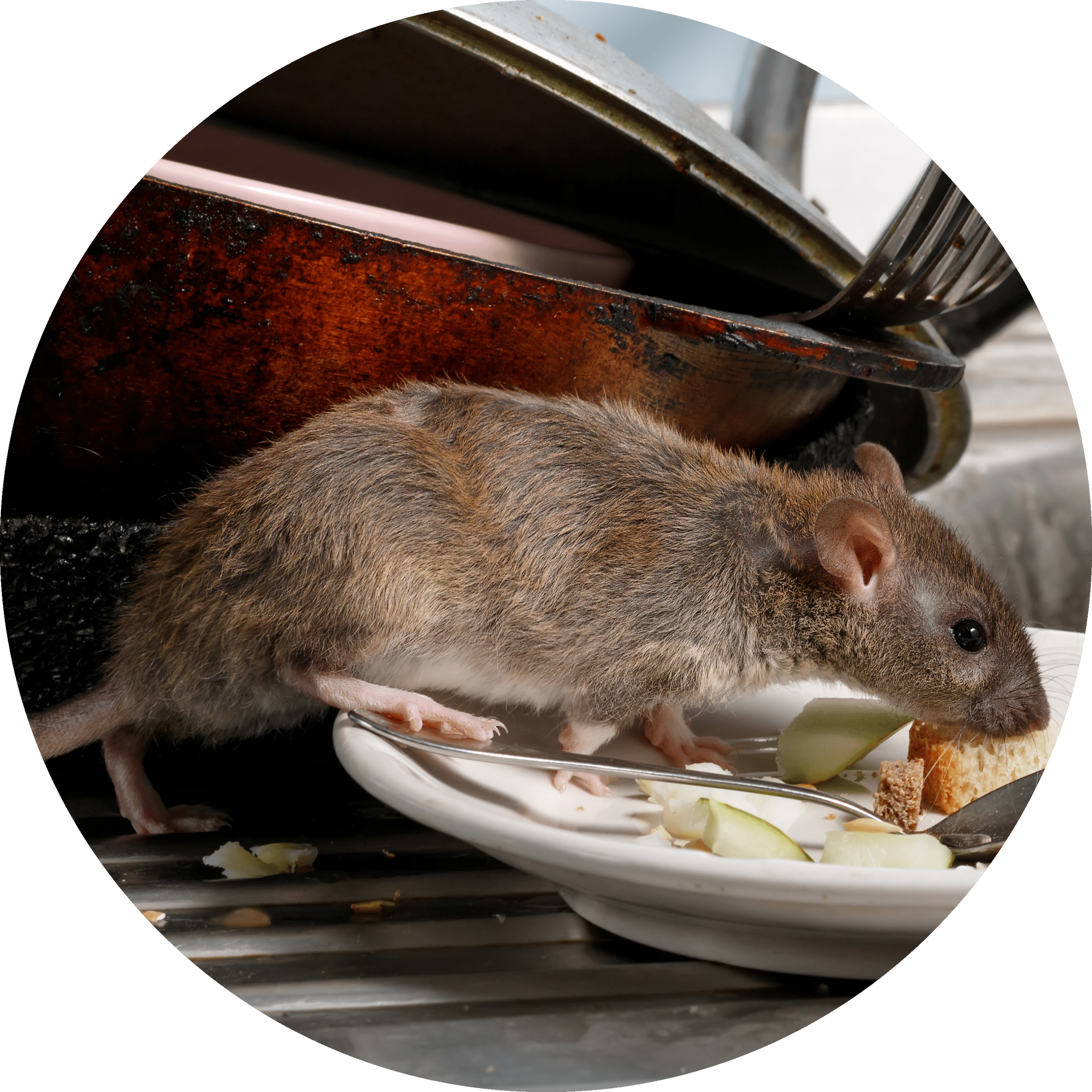Rat on Kitchen Plate