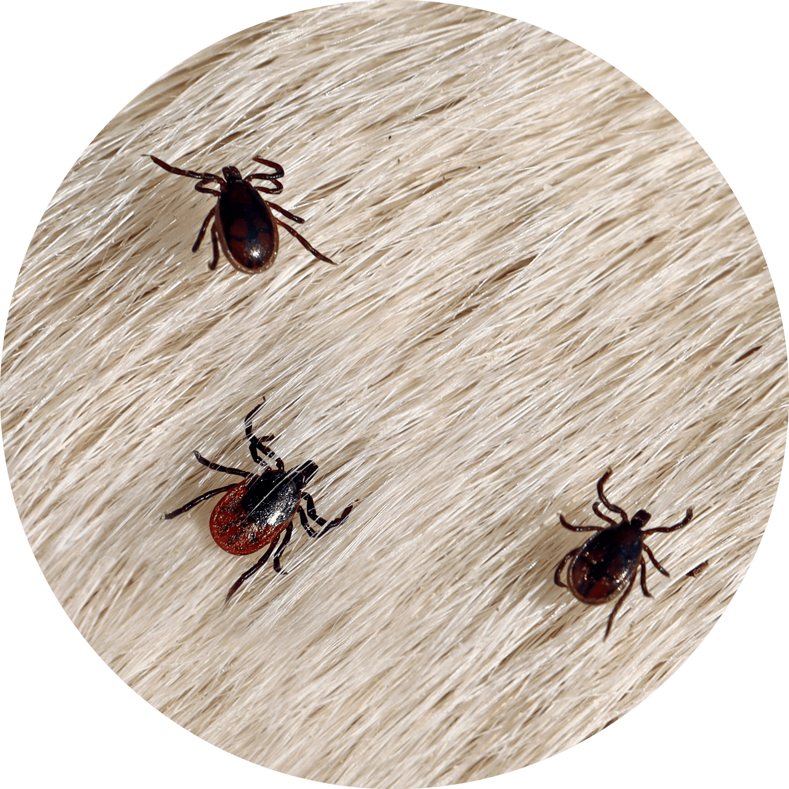 Ticks in Fur