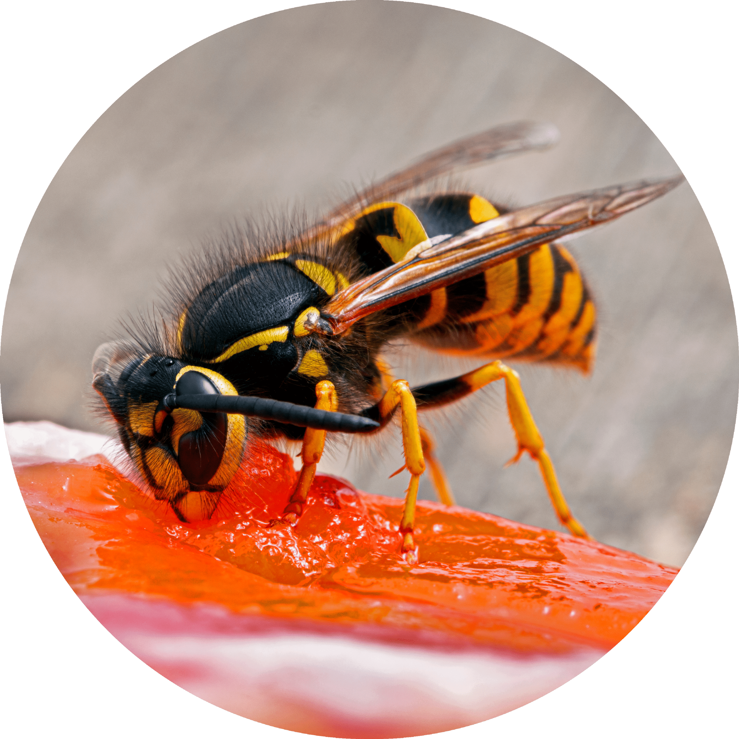 Western Yellowjacket