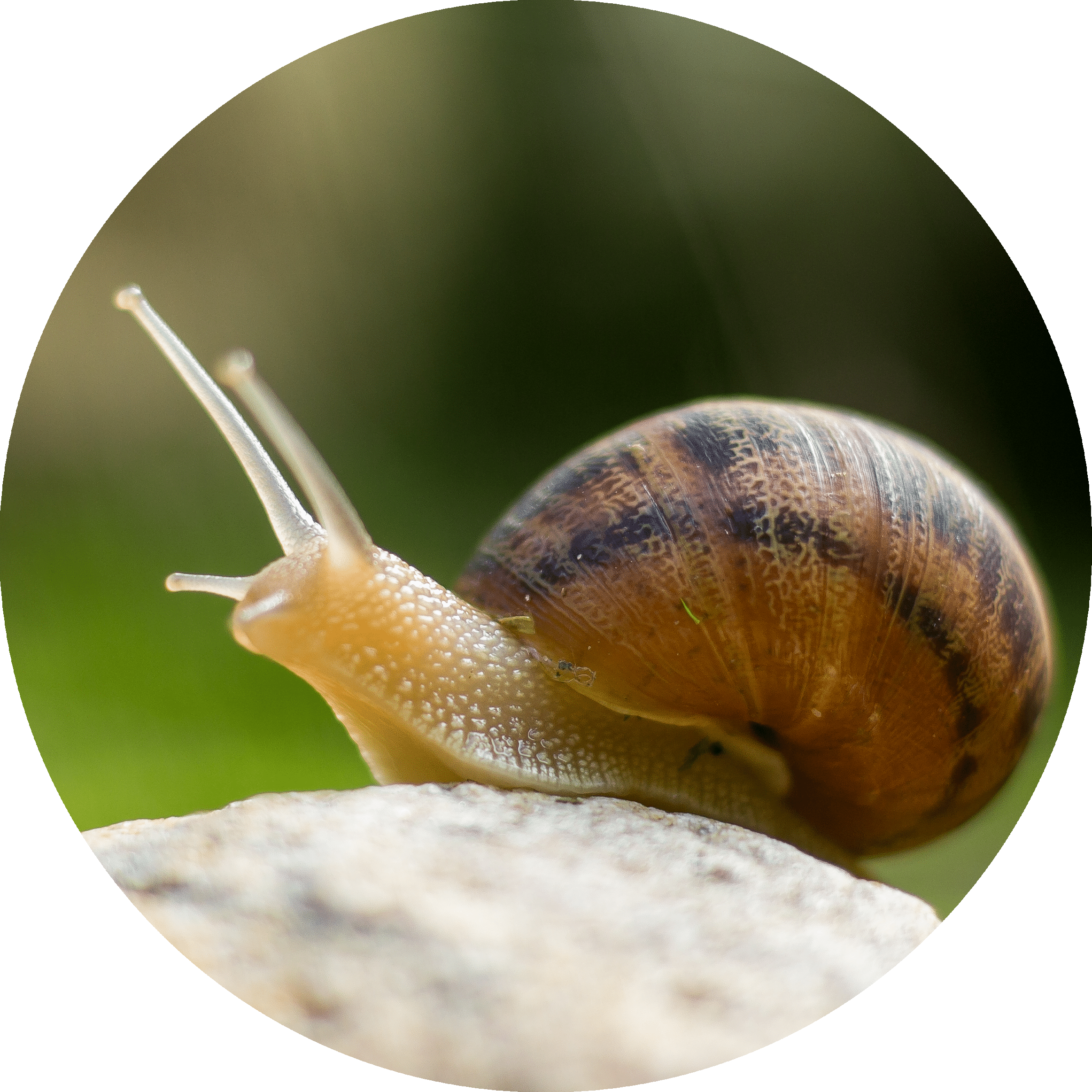 Garden Snail