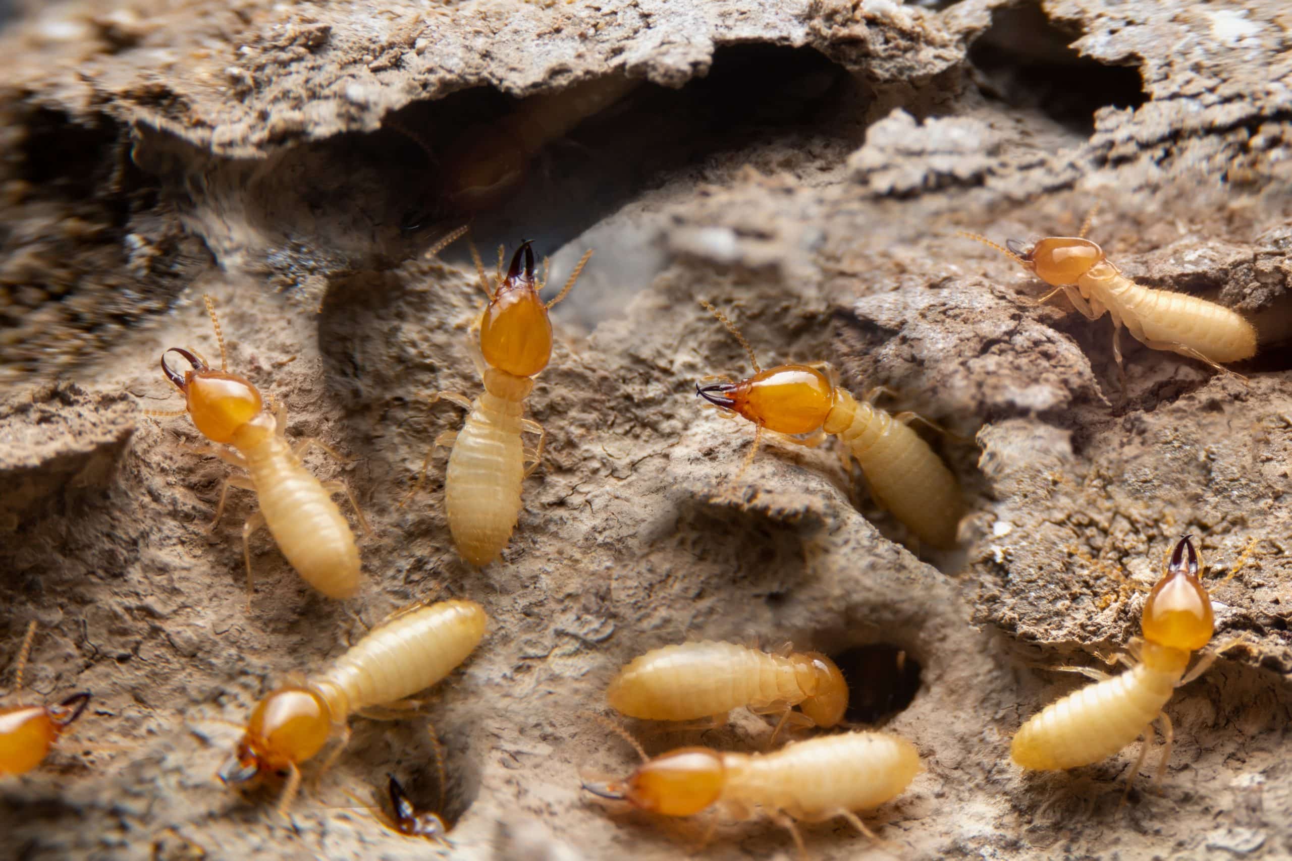 Group of the small termite on decaying timber