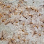 Moths are flying in to swarm around the lamps during the time of rain
