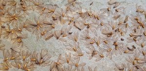 Moths are flying in to swarm around the lamps during the time of rain