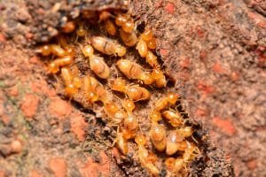 Close up termites or white ants,feed on wood