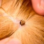 The mite bites a reddish dog