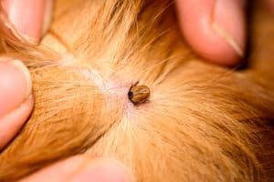 The mite bites a reddish dog